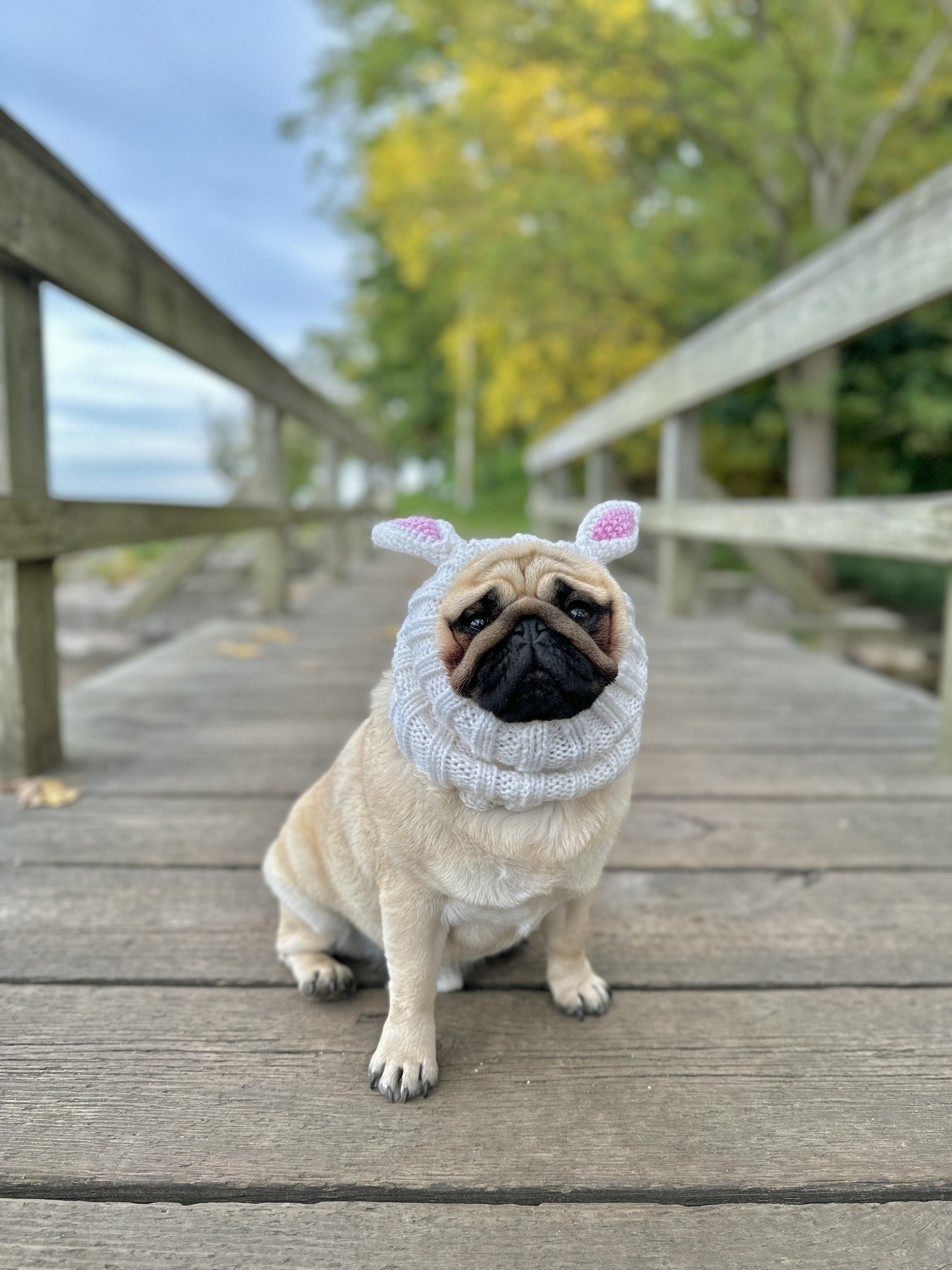 cute furry fawn pug dog wearing a rabbit snood, sitting on a wooden foot bridge in Spring