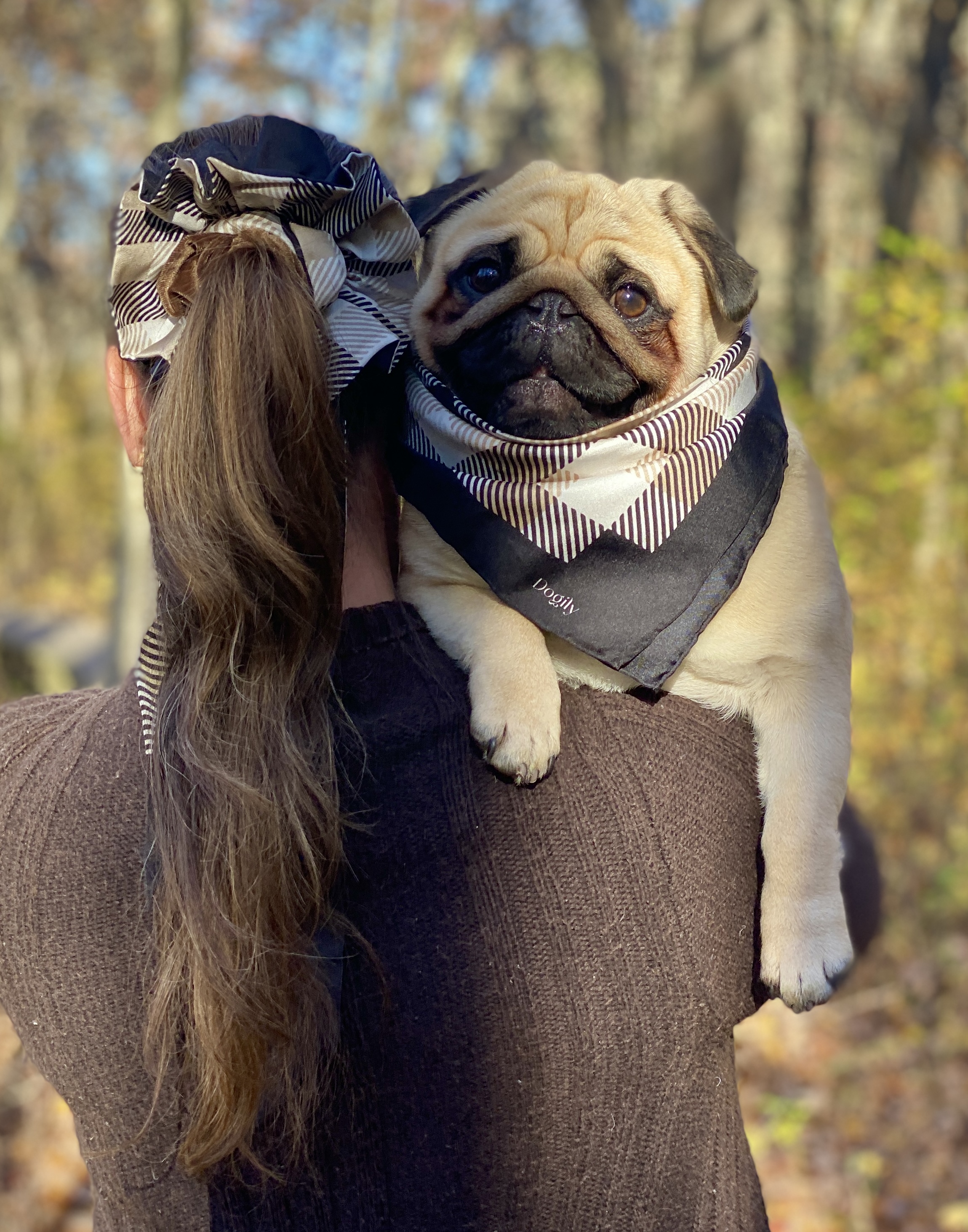 cute furry fawn pug dog wearing a silk fashion bandana, resting over the shoulder of a woman