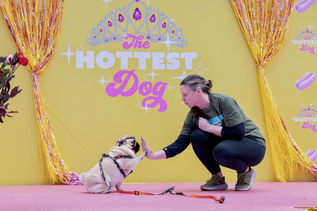 cute furry fawn pug dog on a stage in NYC for the Hottest Dog Pageant, giving his female handler a "high five"